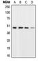 L4 antibody, orb214522, Biorbyt, Western Blot image 
