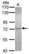 Zinc Finger With KRAB And SCAN Domains 5 antibody, GTX115752, GeneTex, Western Blot image 