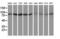 Ubiquitin Like Modifier Activating Enzyme 2 antibody, LS-B9990, Lifespan Biosciences, Western Blot image 