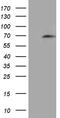 Cell Division Cycle 45 antibody, LS-C800018, Lifespan Biosciences, Western Blot image 