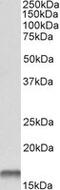 Stefin-B antibody, MBS420916, MyBioSource, Western Blot image 