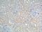 Solute Carrier Family 13 Member 2 antibody, 21722-1-AP, Proteintech Group, Immunohistochemistry frozen image 