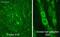 Nerve Growth Factor antibody, ab6199, Abcam, Immunohistochemistry frozen image 