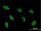 HAP3 antibody, H00004801-M02, Novus Biologicals, Immunofluorescence image 