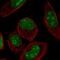 Zinc Finger Protein 860 antibody, HPA063386, Atlas Antibodies, Immunofluorescence image 