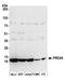 Prdx6 antibody, A305-339A, Bethyl Labs, Western Blot image 