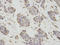 Poly(RC) Binding Protein 2 antibody, A02425, Boster Biological Technology, Immunohistochemistry frozen image 