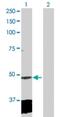 Polyribonucleotide 5 -hydroxyl-kinase Clp1 antibody, H00010978-D01P, Novus Biologicals, Western Blot image 