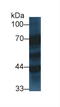 Synaptotagmin 1 antibody, LS-C694369, Lifespan Biosciences, Western Blot image 