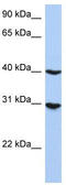 IRF1 antibody, TA329237, Origene, Western Blot image 