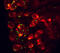 Cholecystokinin A Receptor antibody, AF2680, R&D Systems, Immunohistochemistry paraffin image 