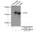 Cyclin D3 antibody, 26755-1-AP, Proteintech Group, Immunoprecipitation image 