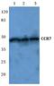 C-C Motif Chemokine Receptor 7 antibody, AP01295PU-N, Origene, Western Blot image 