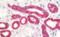 Ribosomal Protein S3A antibody, orb73670, Biorbyt, Immunohistochemistry paraffin image 