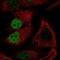 MORC Family CW-Type Zinc Finger 4 antibody, NBP2-55633, Novus Biologicals, Immunocytochemistry image 
