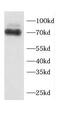 Spindle Apparatus Coiled-Coil Protein 1 antibody, FNab01374, FineTest, Western Blot image 