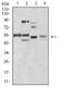 Bridging Integrator 1 antibody, NBP2-61714, Novus Biologicals, Western Blot image 