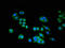Cdc42-interacting protein 4 antibody, orb400656, Biorbyt, Immunofluorescence image 