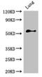 CDw293 antibody, orb47879, Biorbyt, Western Blot image 