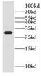 CWC15 Spliceosome Associated Protein Homolog antibody, FNab02085, FineTest, Western Blot image 