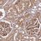 Coatomer Protein Complex Subunit Gamma 1 antibody, HPA037867, Atlas Antibodies, Immunohistochemistry frozen image 