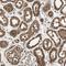 Zinc Finger Protein 44 antibody, HPA003146, Atlas Antibodies, Immunohistochemistry frozen image 