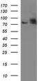 HSD17B4 antibody, LS-C788417, Lifespan Biosciences, Western Blot image 