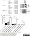 EBNA1  antibody, MCA2707, Bio-Rad (formerly AbD Serotec) , Enzyme Linked Immunosorbent Assay image 