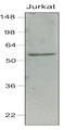 Interferon regulatory factor 7 antibody, LS-B2945, Lifespan Biosciences, Western Blot image 
