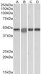 Jagged Canonical Notch Ligand 1 antibody, 43-435, ProSci, Enzyme Linked Immunosorbent Assay image 