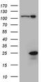 GM-CSF antibody, TA810803S, Origene, Western Blot image 