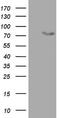 2'-5'-Oligoadenylate Synthetase 2 antibody, TA802825S, Origene, Western Blot image 