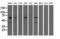 Epoxide hydratase antibody, LS-C115568, Lifespan Biosciences, Western Blot image 
