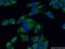 Elongation factor G, mitochondrial antibody, 14274-1-AP, Proteintech Group, Immunofluorescence image 