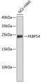 FKBP Prolyl Isomerase 14 antibody, 19-476, ProSci, Western Blot image 