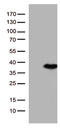 Enolase-Phosphatase 1 antibody, TA810905, Origene, Western Blot image 