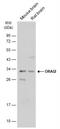 Protein orai-2 antibody, NBP2-19630, Novus Biologicals, Western Blot image 