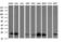 Leucine Zipper And CTNNBIP1 Domain Containing antibody, LS-C787916, Lifespan Biosciences, Western Blot image 
