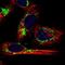Mitochondrial Ribosomal Protein L12 antibody, NBP1-85216, Novus Biologicals, Immunofluorescence image 