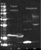 Lactate Dehydrogenase A antibody, orb344378, Biorbyt, Western Blot image 