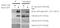 HAUS augmin-like complex subunit 8 antibody, LS-C185381, Lifespan Biosciences, Immunoprecipitation image 