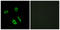 Lpa3 antibody, LS-C120579, Lifespan Biosciences, Immunofluorescence image 
