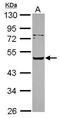 Serpin A12 antibody, PA5-30989, Invitrogen Antibodies, Western Blot image 