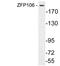 Zinc Finger Protein 106 antibody, A30921, Boster Biological Technology, Western Blot image 