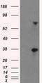 Butyrophilin subfamily 3 member A2 antibody, TA500730, Origene, Western Blot image 