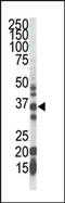 Geranylgeranyl Diphosphate Synthase 1 antibody, AP12199PU-N, Origene, Western Blot image 