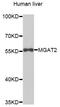 FA Complementation Group E antibody, orb374109, Biorbyt, Western Blot image 