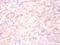 Histone H3.3 antibody, A52644-100, Epigentek, Immunohistochemistry paraffin image 