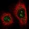 Phosphofructokinase, Liver Type antibody, NBP1-85934, Novus Biologicals, Immunofluorescence image 