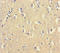 Cellular nucleic acid-binding protein antibody, orb350365, Biorbyt, Immunohistochemistry paraffin image 
